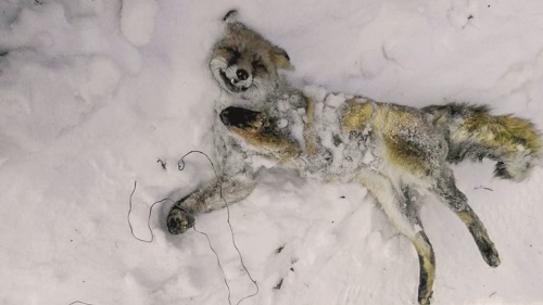 被猎套套死的狐狸（张春林拍摄）.jpg